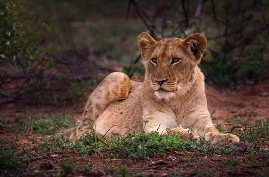 Amakhosi Safari Lodge